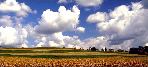 Photo of Iowa cornfields.