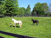 Photo of Beautiful horses in Anchorage Louisville